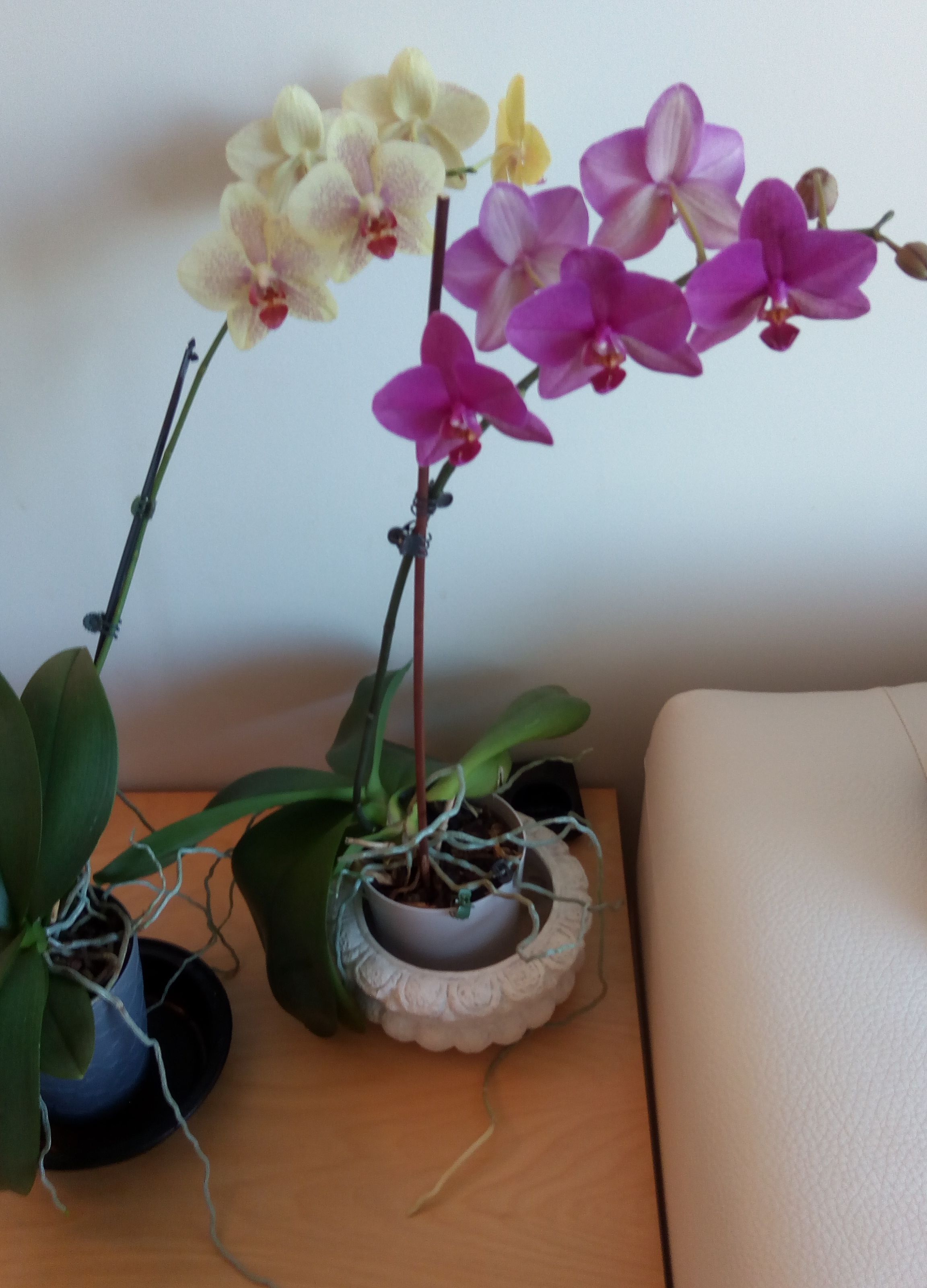 Sandy Wan Flowers